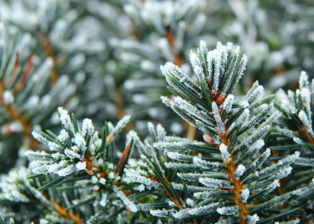 How to stay Energised during December – Naturally
